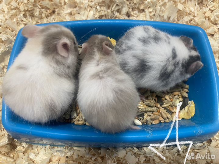 Сирийские хомячки