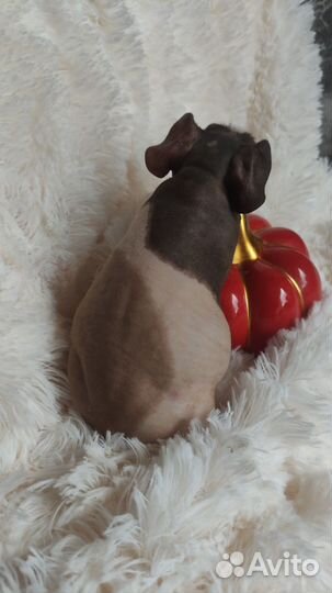 Морская свинка скинни девочка