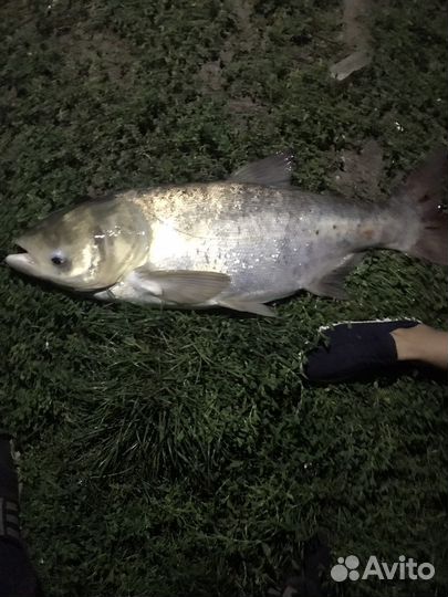 Живая рыба