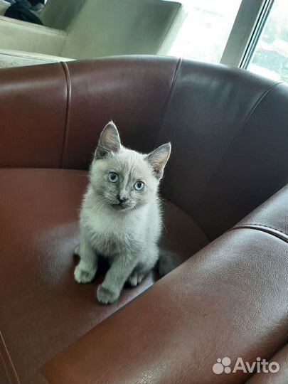 Котята в добрые руки бесплатно