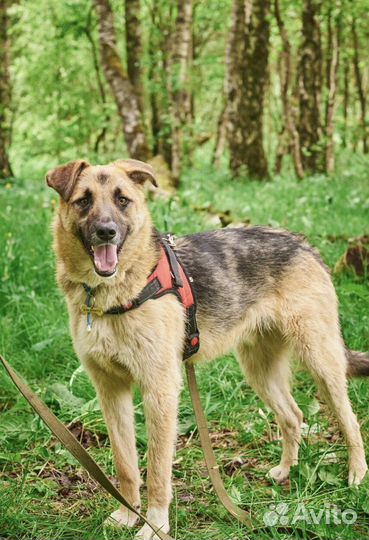 Собака в добрые руки отдам бесплатно