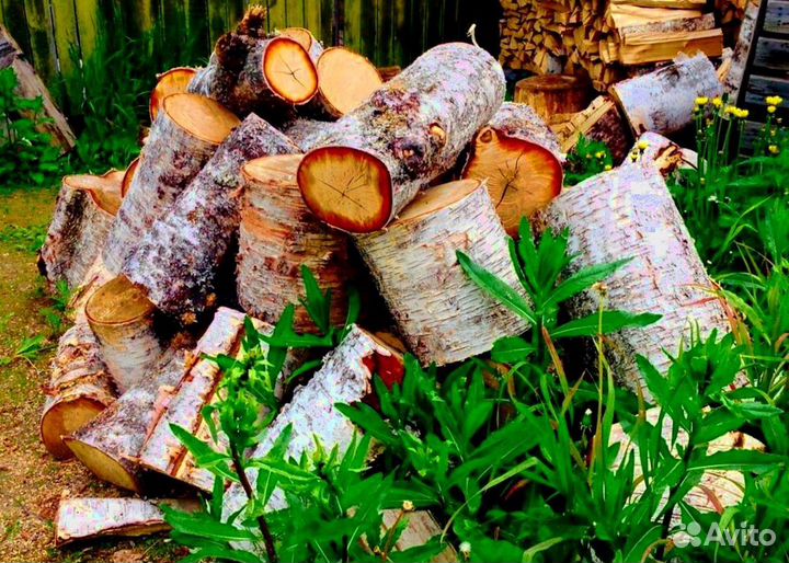 Дрова Береза