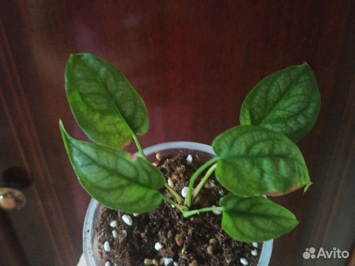 Монстера сильтепекана