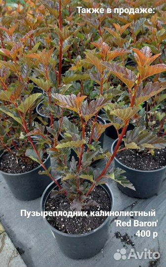 Пузыреплодник калинолистный