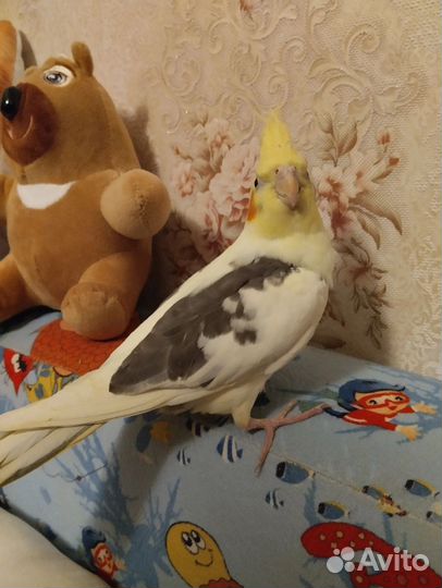 Попугай корелла