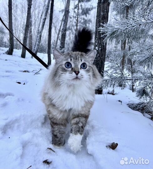Вязка сибирская невская маскарадная