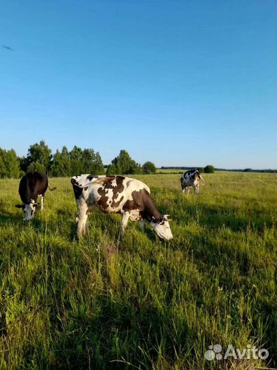 Коровы продажа