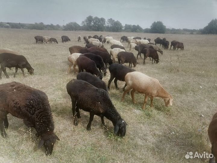 Овцы бараны ярки