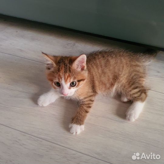 Котенок в добрые руки