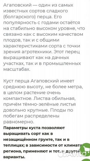 Перец болгарский рассада