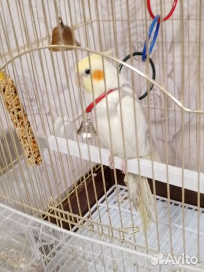 Попугай корелла мальчик