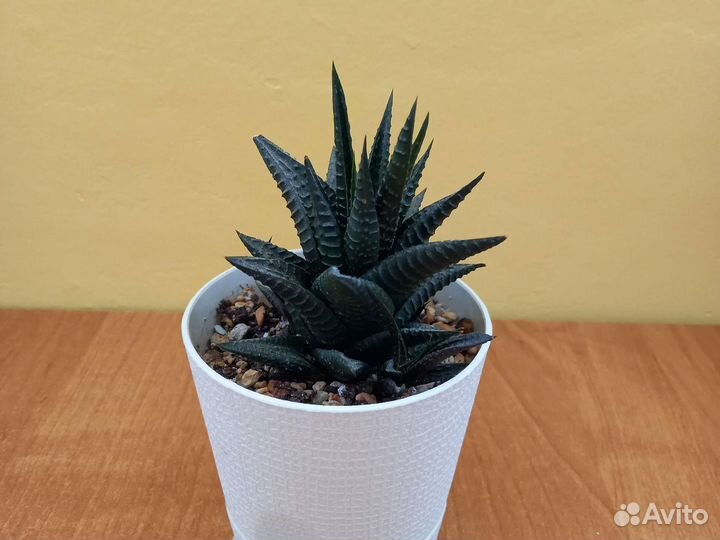 Суккуленты