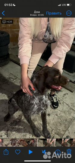 Дратхаар девочка нашли