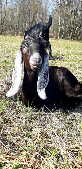 Козы камори / нубийские