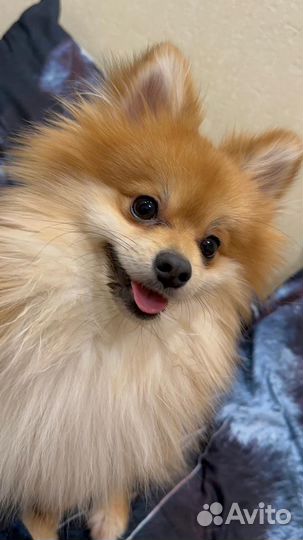 Шпиц мальчик вязка