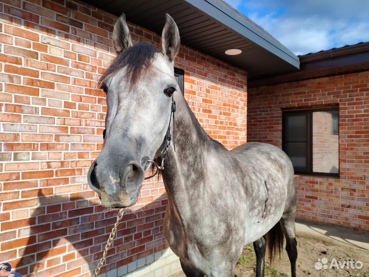 Жеребец орловский рысак