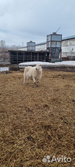 Овцы бараны катумские