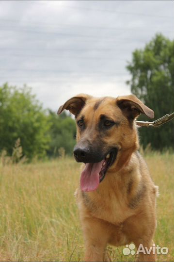 Собака в добрые руки, Лео