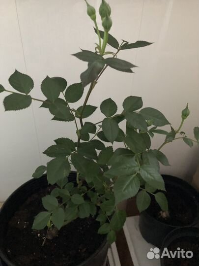 Роза в горшке