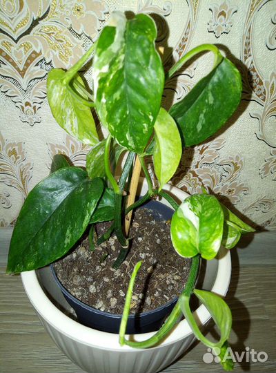 Эпипремнум пиннатум вайт