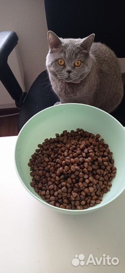 Корм для кошек