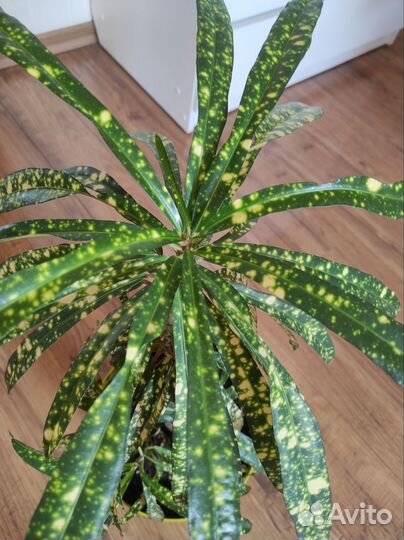 Кротон узколистный