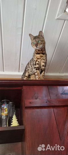 Бенгальский кот вязка