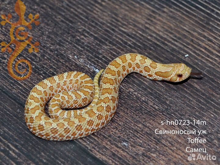 Змея Свиноносый уж (Heterodon Nasicus)