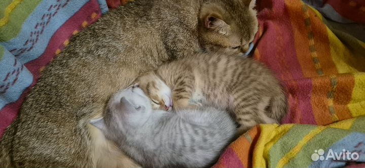 Британский котенок