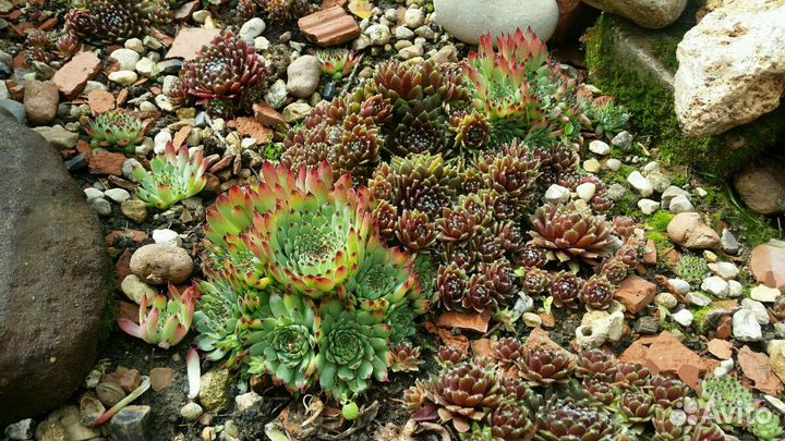 Молодило(каменная роза)