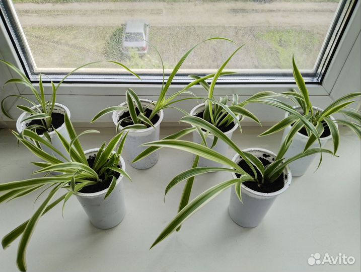 Хлорофитум