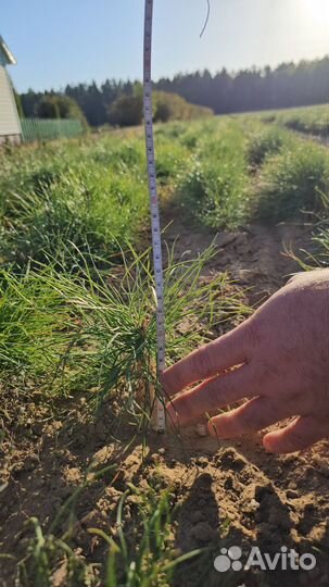 Саженцы сосны окс