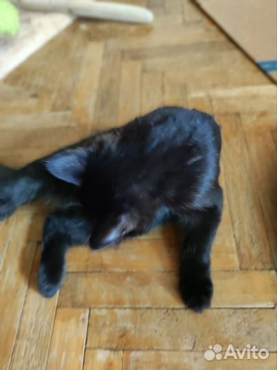 Отдам в котенка в добрые руки