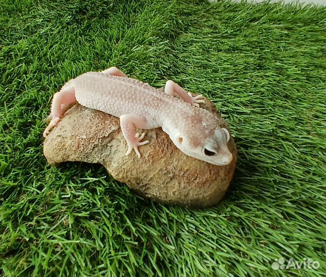 Гекон Эублефар