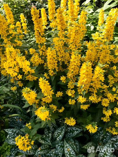 Многолетние красивые цветы для Вашего сада