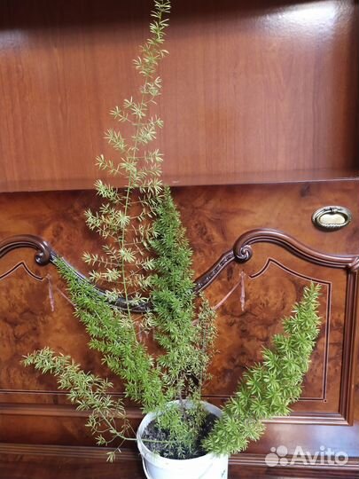 Аспарагус Мейера