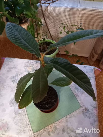 Мушмулла -это дерево, можно в зимний сад