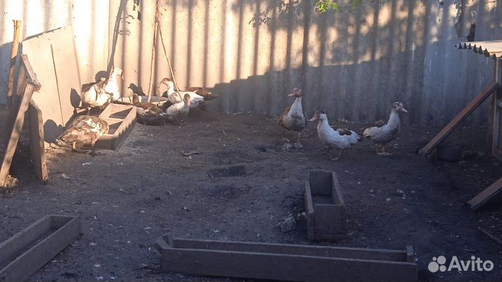 Утки шипуны