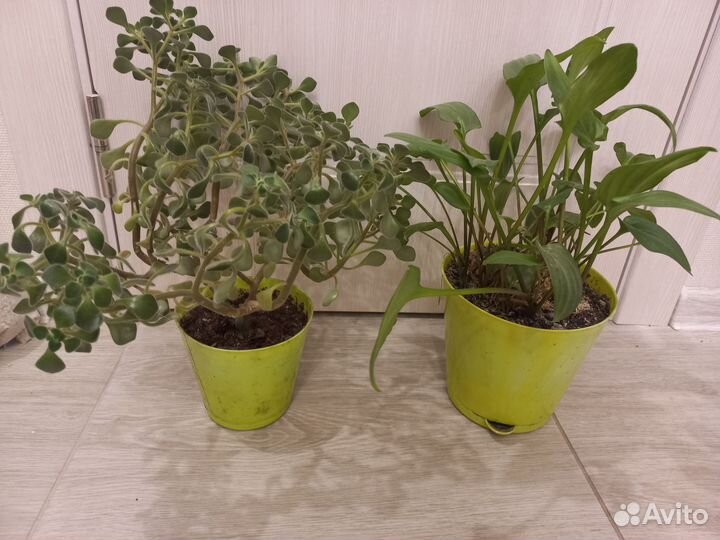 Отдам дримиопсис и аихризон