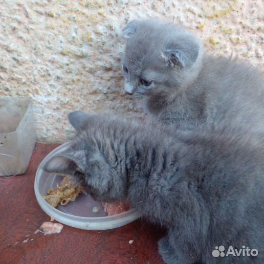 Котенок вислоухий