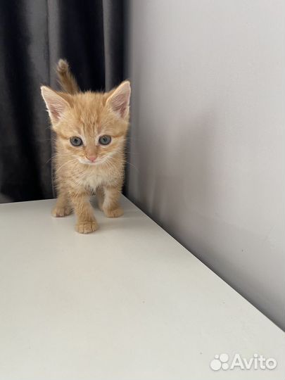 Милые котята ищут добрых хозяев