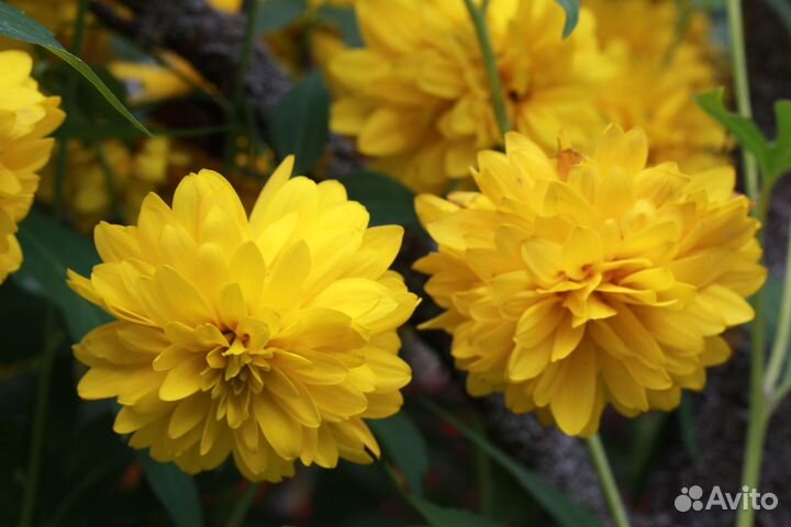 Многолетники