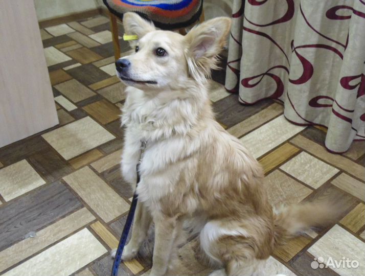 Майя - стерилизованная собачка в дар