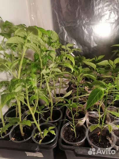 Рассада помидор и перцев