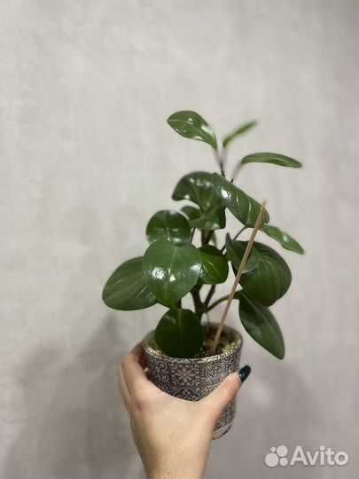 Пеперомия туполистная