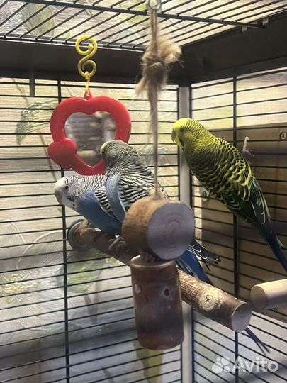 Волнистый попугай