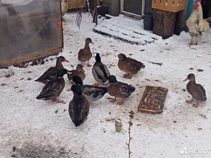 Подсадные утки
