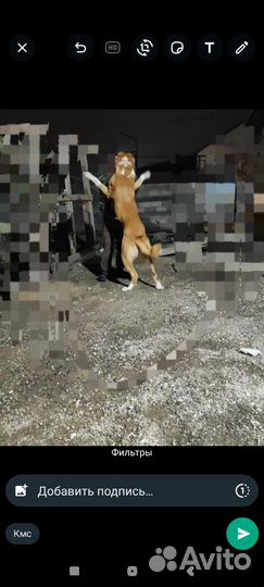 Вязка алабай