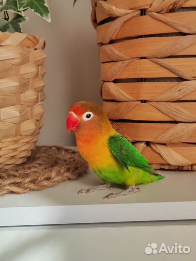 Неразлучник Фишера попугай самочка