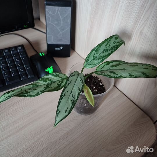 Комнатные цветы